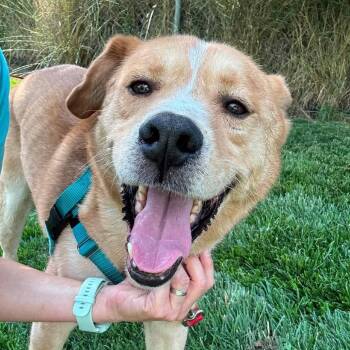 Banjo -  Mixed Breed Dog for Adoption in Murray, Utah - Banjo | PetCurious