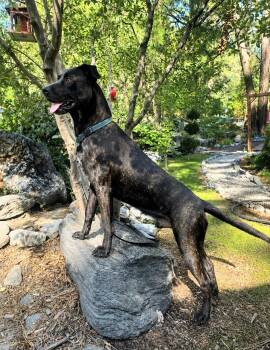 Casper -  Black Labrador Retriever and Great Dane Dog for Adoption in Pinedale, Wyoming - Casper | PetCurious