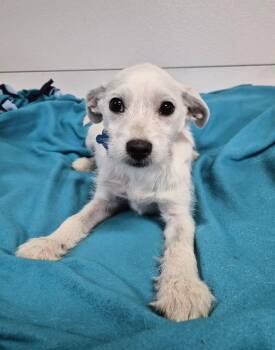 Edward -  Terrier Dog for Adoption in Hillside, Illinois - Edward | PetCurious