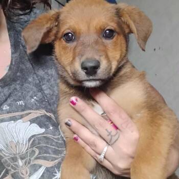 Pontoon -  Mixed Breed Dog for Adoption in Tacoma, Washington - Pontoon | PetCurious