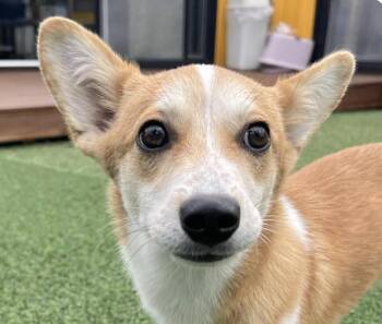 Rescue Corgi and Jindo Dogs for Adoption in San Ramon, California - Leo | PetCurious
