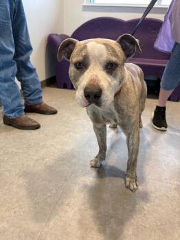 Mixed Breed Dogs Available for Adoption in Bossier City, Louisiana - Tobi | PetCurious