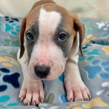 Rigatoni -  Mixed Breed Dog for Adoption in Yaphank, New York - Rigatoni | PetCurious