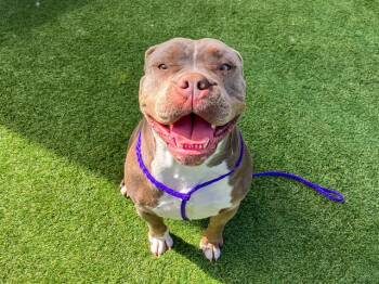 Pit Bull Terrier Dogs Available for Adoption in Tustin, California - MAMA PIG | PetCurious