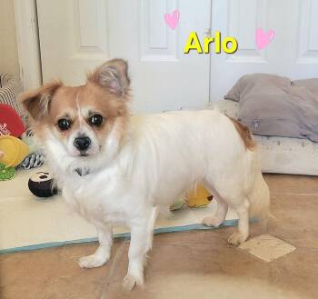 Papillon and Spaniel Dogs Available for Adoption in Parker, Colorado - Arlo | PetCurious
