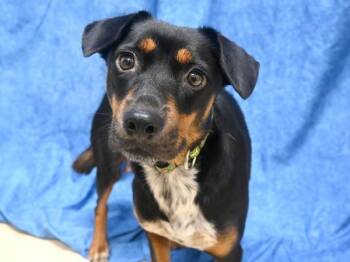 Ellie -  Terrier Dog for Adoption in Portland, Oregon - Ellie | PetCurious