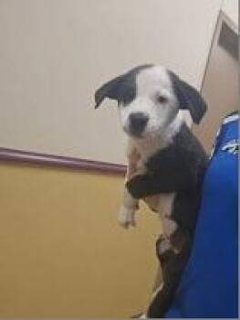 Quigly -  Great Pyrenees and Mixed Breed Dog for Adoption in Morton Grove, Illinois - Quigly | PetCurious