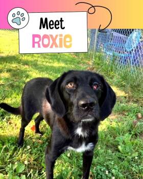 Roxy -  Black Labrador Retriever Dog for Adoption in Sulphur, Kentucky - Roxy | PetCurious