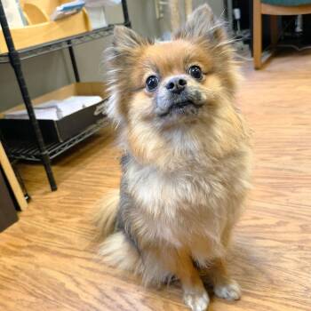 Pomeranian Dogs Available for Adoption in Michigan City, Indiana - Willow Pom | PetCurious
