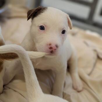 Kim -  Cattle Dog and Mixed Breed Dog for Adoption in Buchanan Dam, Texas - Kim | PetCurious
