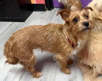 Savannah -  Yorkshire Terrier and Maltese Dog for Adoption in Tifton, Georgia - Savannah | PetCurious