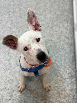 Rescue Cattle Dog and American Staffordshire Terrier Dogs for Adoption in Sayreville, New Jersey - Pearl | PetCurious