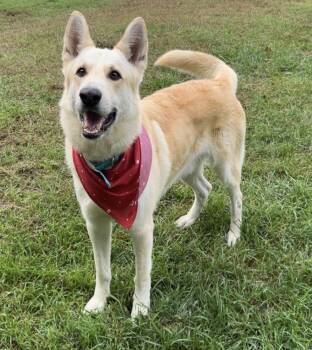 Rescue German Shepherd Dog and Husky Dogs for Adoption in Lincoln, Michigan - Jack | PetCurious