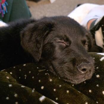 Labrador Retriever Dogs Available for Adoption - Noodle | PetCurious