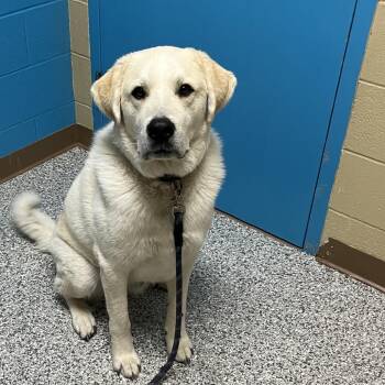 Benjamin -  Great Pyrenees and Labrador Retriever Dog for Adoption in Cheyenne, Wyoming - Benjamin | PetCurious