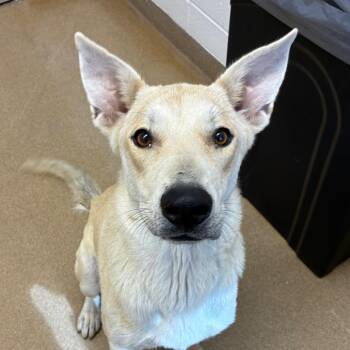 Helen -  Carolina Dog and Mixed Breed Dog for Adoption in Corpus Christi, Texas - Helen | PetCurious