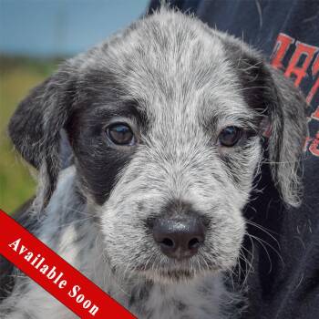 Colton -  Poodle and Australian Cattle Dog Blue Heeler Dog for Adoption in Huntley, Illinois - Colton | PetCurious