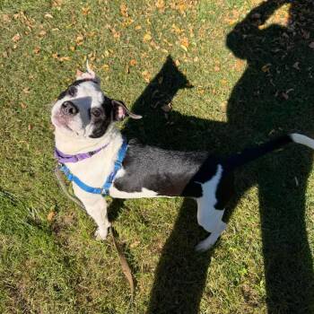 Reid -  Mixed Breed Dog for Adoption in Oshkosh, Wisconsin - Reid | PetCurious
