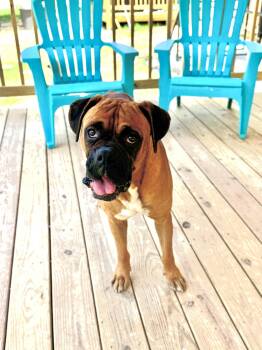 Huxton -  Boxer Dog for Adoption in Monticello, New York - Huxton | PetCurious