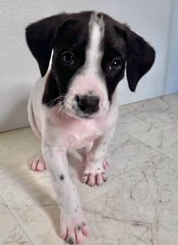 RAYA -  Labrador Retriever and Poodle Dog for Adoption in Gilberts, Illinois - RAYA | PetCurious