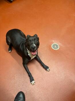 Joyrdan -  Mixed Breed Dog for Adoption in Douglasville, Georgia - Joyrdan | PetCurious