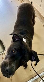 Rescue Pit Bull Terrier and Rhodesian Ridgeback Dogs for Adoption in Sierra Vista, Arizona - Bowser | PetCurious