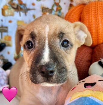 Rescue Terrier Dogs for Adoption in Princeton, Massachusetts - Aramis | PetCurious