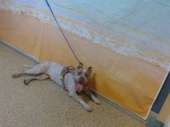 HARLEY -  American Bulldog Dog for Adoption in Doral, Florida - HARLEY | PetCurious