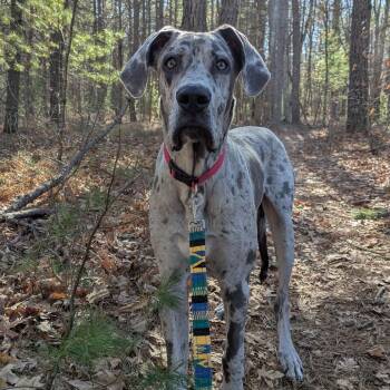 Great Dane Dogs Available for Adoption in Kennebunk, Maine - Boba | PetCurious