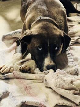 Mixed Breed Dogs Available for Adoption - BobbyBlueEyes | PetCurious