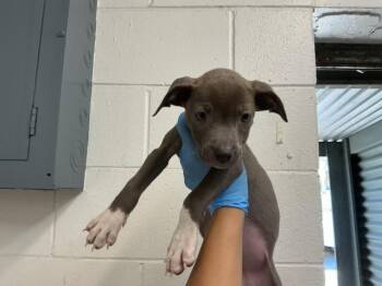 BLUEY -  Pit Bull Terrier Dog for Adoption in San Bernardino, California - BLUEY | PetCurious