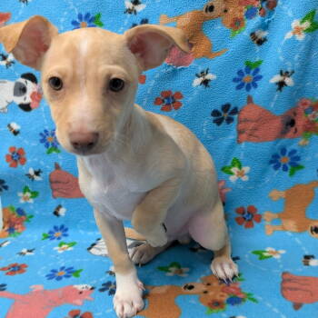 Rescue Chihuahua Dogs for Adoption in Chico, California - ZORO | PetCurious