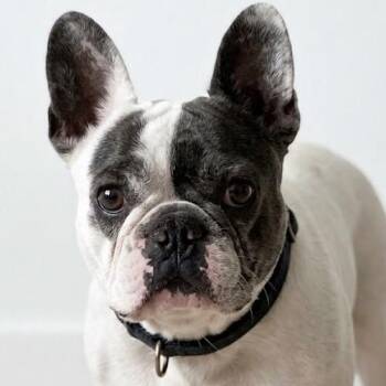 Zaya 9025 -  French Bulldog Dog for Adoption in Boca Raton, Florida - Zaya 9025 | PetCurious