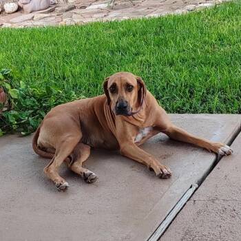 Sika -  Rhodesian Ridgeback Dog for Adoption in Houston, Texas - Sika | PetCurious