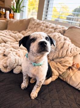 Mookie -  Australian Cattle Dog Blue Heeler Dog for Adoption in Midway, Utah - Mookie | PetCurious