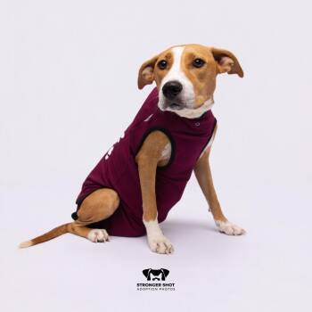 Mama June -  Hound and Mixed Breed Dog for Adoption in Tampa, Florida - Mama June | PetCurious