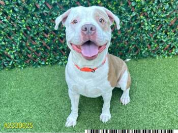 Mixed Breed Dogs Available for Adoption - DECLAN | PetCurious