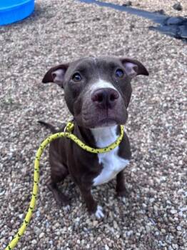 TAIL OR SWIFT -  Mixed Breed Dog for Adoption in Jacksonville, Florida - TAIL OR SWIFT | PetCurious