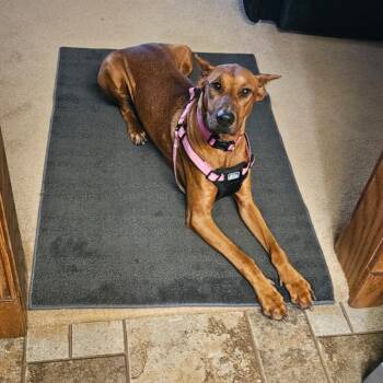Meadow -  Doberman Pinscher Dog for Adoption in Tipton, Indiana - Meadow | PetCurious