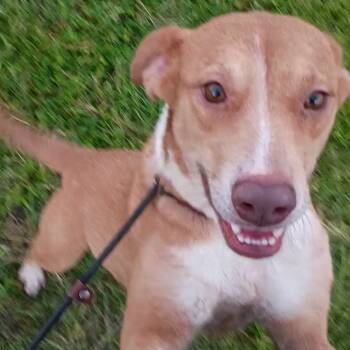 Rescue Mixed Breed Dogs for Adoption in Corsicana, Texas - Pippi D47097 | PetCurious