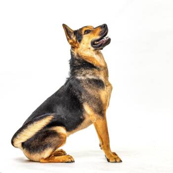 German Shepherd Dog Dogs Available for Adoption in Reno, Nevada - Maverick | PetCurious