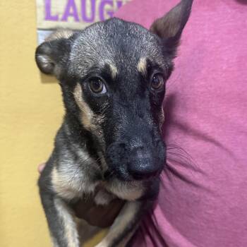 Sage - Local November 6-8 -  German Shepherd Dog Dog for Adoption in Brookshire, Texas - Sage - Local November 6-8 | PetCurious