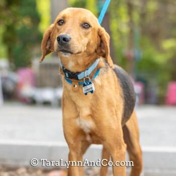 Hound Dogs Available for Adoption in Wake Forest, North Carolina - Forrester | PetCurious