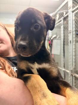German Shepherd Dog Dogs Available for Adoption in Huntington, Indiana - Silas | PetCurious