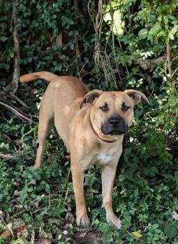Duchess -  Labrador Retriever and Pit Bull Terrier Dog for Adoption in Maysville, Kentucky - Duchess | PetCurious