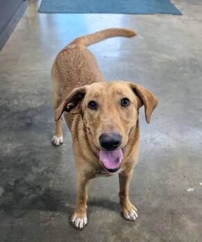 Crouse / Max -  Labrador Retriever and Mixed Breed Dog for Adoption in Broomfield, Colorado - Crouse / Max | PetCurious