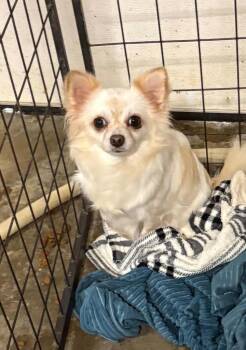 Sugar -  Chihuahua Dog for Adoption in Walnutport, Pennsylvania - Sugar | PetCurious