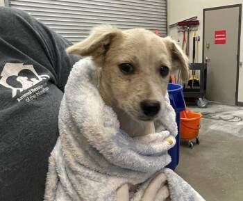 COCONUT -  Chihuahua Dog for Adoption in Ontario, California - COCONUT | PetCurious