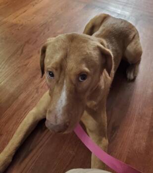 Steve -  Mixed Breed Dog for Adoption in Maineville, Ohio - Steve | PetCurious