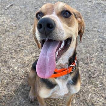 Meeka -  German Shepherd Dog and Mixed Breed Dog for Adoption in Westland, Michigan - Meeka | PetCurious